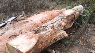 Flame box elder milling harbor freight sawmill