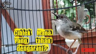 TEMBAKAN CIBLEK GACOR! AMPUH PANCING EMOSI CIBLEK LAWAN!!