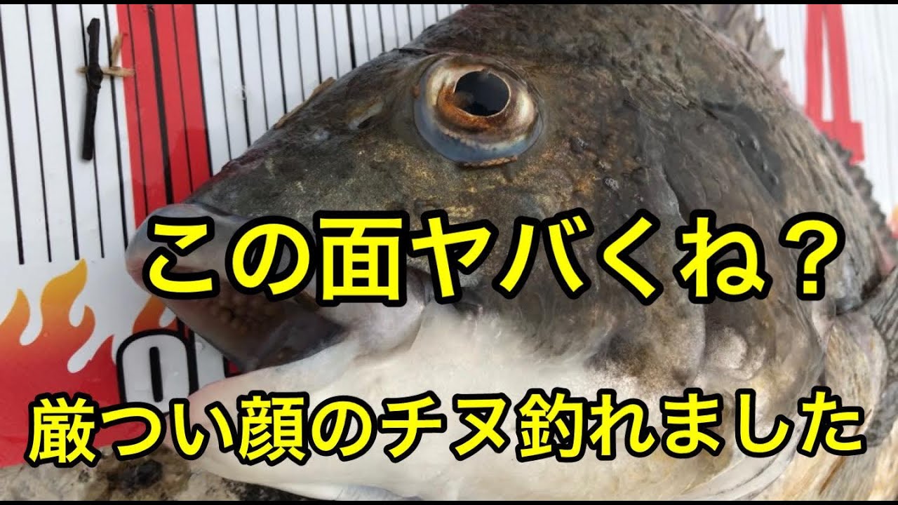 この面ヤバくね 茅渟ノ海のブログ 茅渟の海は ちぬ チヌ 黒鯛が棲息する豊かな大阪湾のことです ロクマル茅渟も潜んでいます