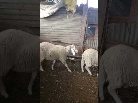 متوفر خرفان ماشاء الله العنوان مجاز الدشيش 0659350894