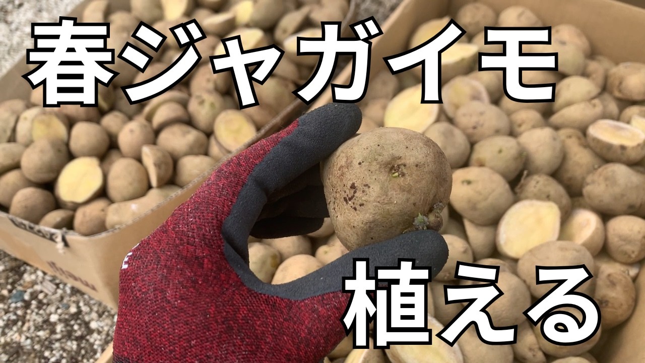 春ジャガイモを植える日｜作業風景