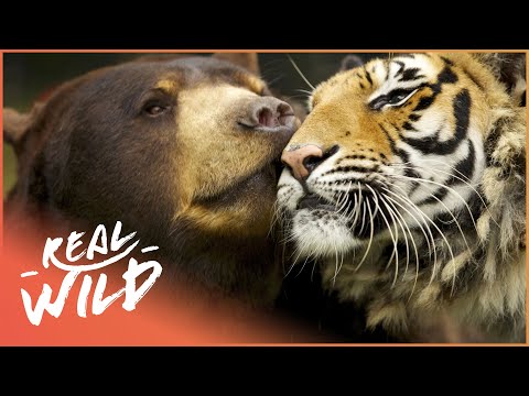LAS RELACIONES ANIMALES MÁS INVEROSÍMILES DEL MUNDO