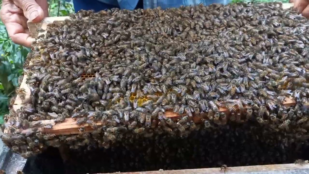 Enter the World of Beekeeping