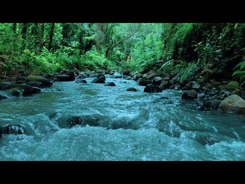 Peaceful River Ambience with Birds – Sleep, Relax & Unwind