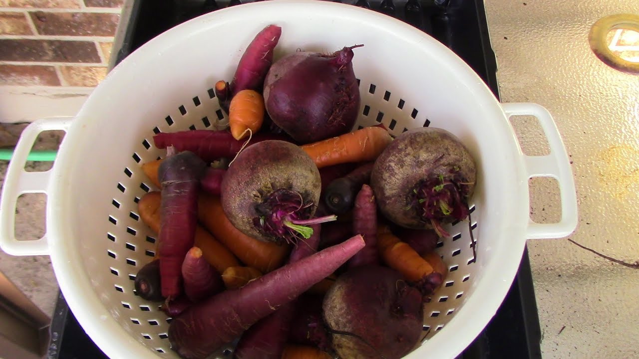 April Garden Update In Zone 9 Harvesting Carrots And Beets YouTube