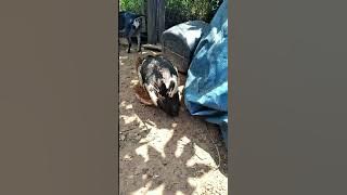 Pato tarado volta atacar mais falha ππΉ se vc se escrever no canal vc me ajuda