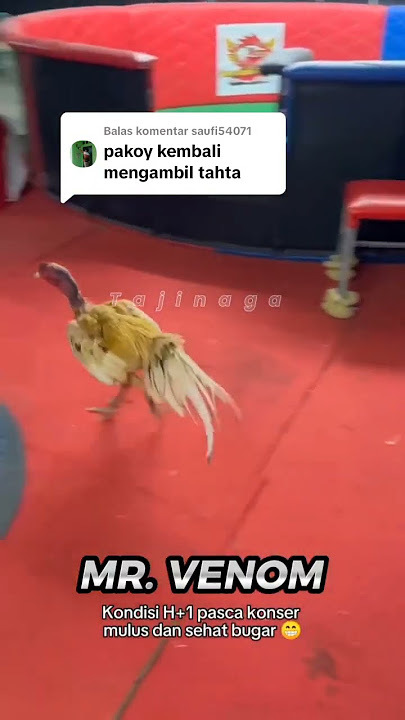PAKOY VENOM ❗ Saudara Jimmy White yang viral dan venomenal #tajinaga #ayampakhoy #pakoydrumband