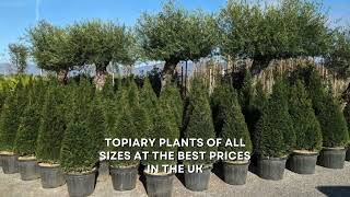 Topiary Trees - Large Selection Of Plants And Trees - The Best Place To Buy Trees
