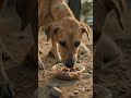 #animals #rescue #dogs #sad