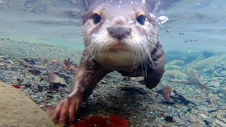 So that Aty can swim better [Otter life Day 212]【カワウソアティとにゃん先輩】
