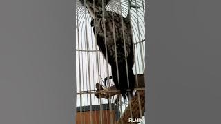 pancingan bunyi pelatuk bawang bikin gacor