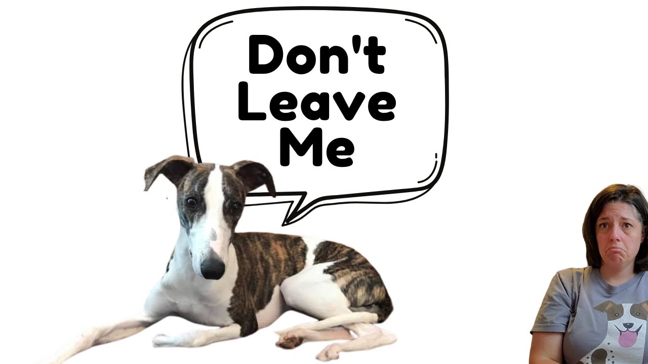 Separation Anxiety RUINING You and Your Dog's Life? YouTube