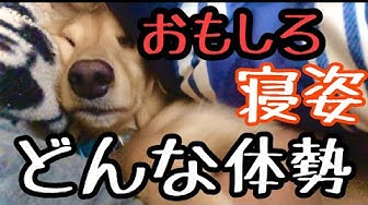 変な寝方 Youtube
