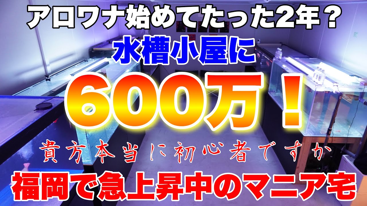 【11坪の水槽小屋に800万！】アクアリウムを本気で始めて2年でこれ⁉︎福岡の初心者？急上昇アロワナマニア宅が凄すぎた！　熱帯魚AQUARIUMアクアリウム