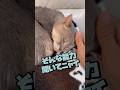 猫にシャンプーをして2ヶ月後