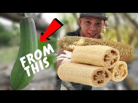 Video: Luffa Yenye Ncha Kali, Au Luffa Yenye Uso