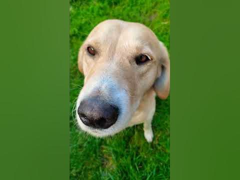 Собакін🐕‍🦺 - YouTube