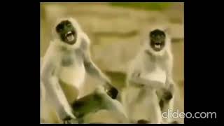 Monkeys Laughing