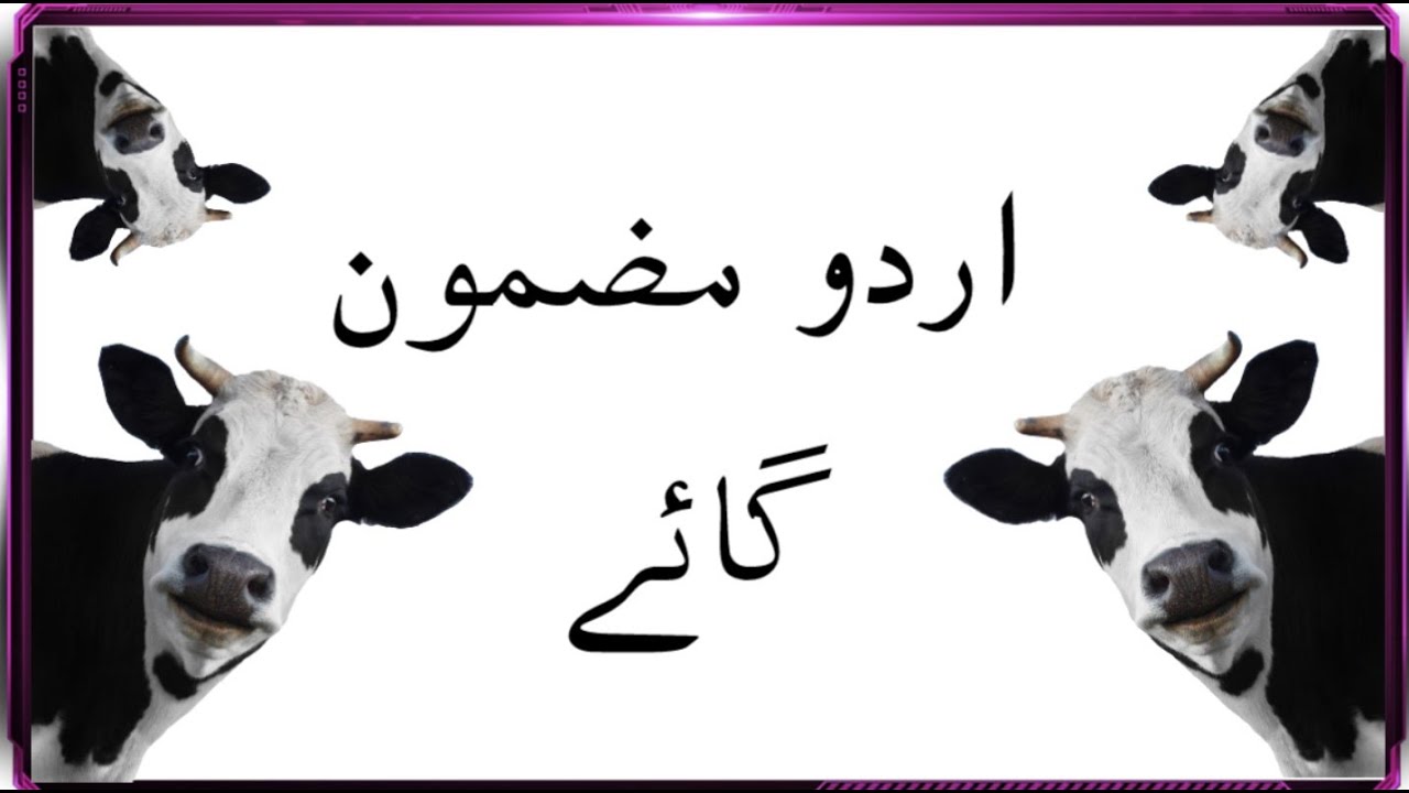 cow essay in urdu 10 lines