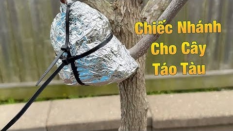 Chiết và Ghép Nhánh Cho Nhiều Cây Táo Tàu, Táo Đại Mật, Trứng Cá Vàng & Chanh Thái.