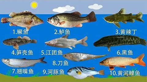 釣魚人公認的10種最好吃的淡水魚，黃河鯉魚上榜，四大家魚落榜！ - 天天要聞