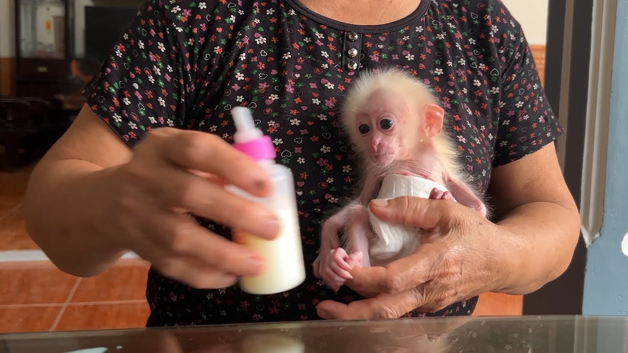 The poor baby monkey is bathed and given special care