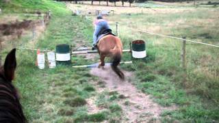 horse fall nearlly -F.N.J {raw}