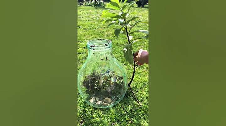 Build your own terrarium at home! 🌱 #DIY #Terrarium