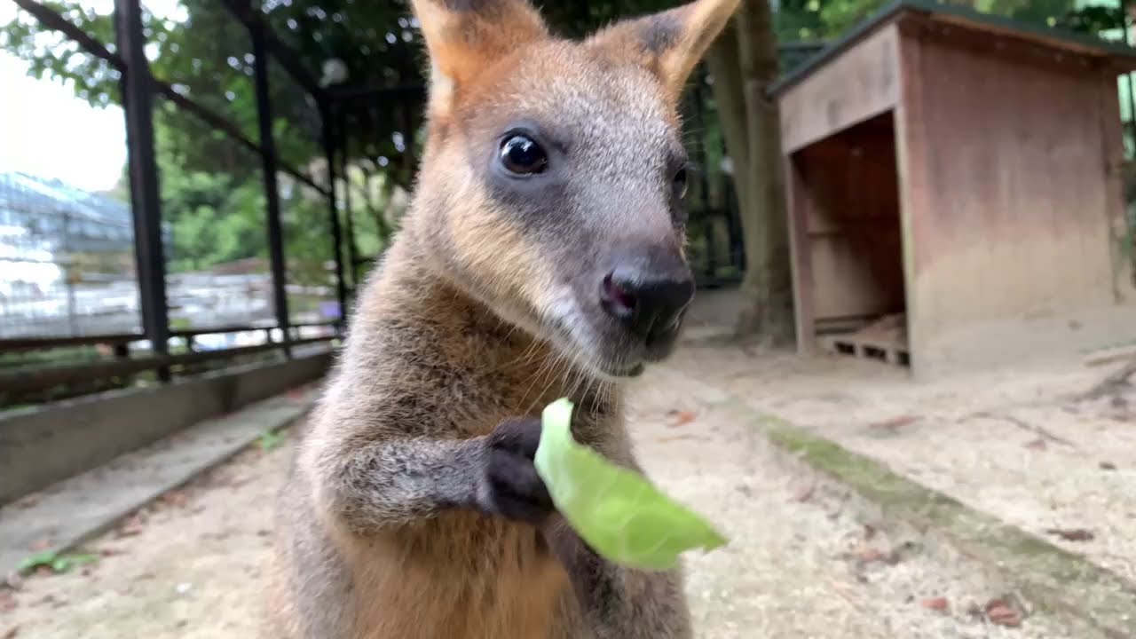 Cute Little Kangaroo Wallaby Magcul