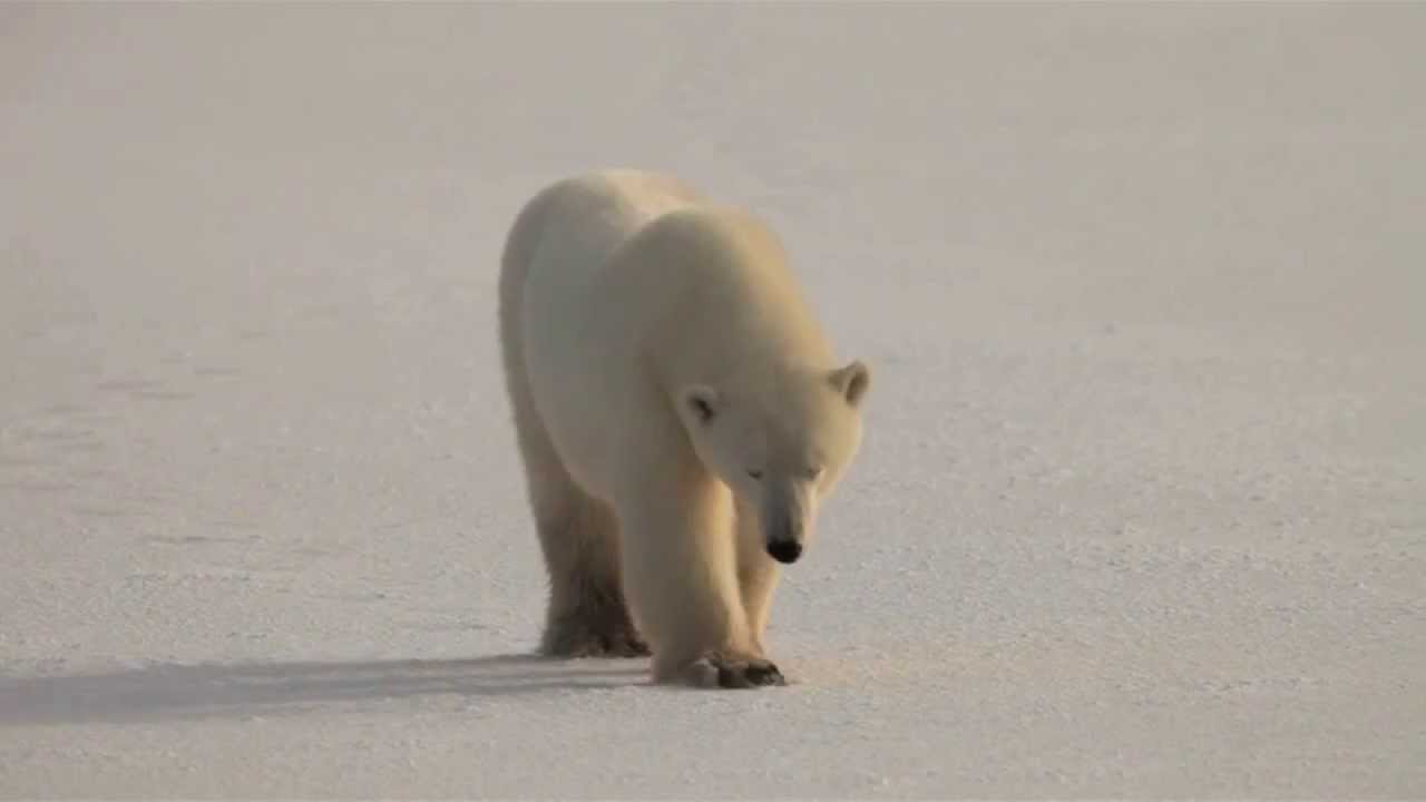 Polar Bears Zen Den Walk HD YouTube