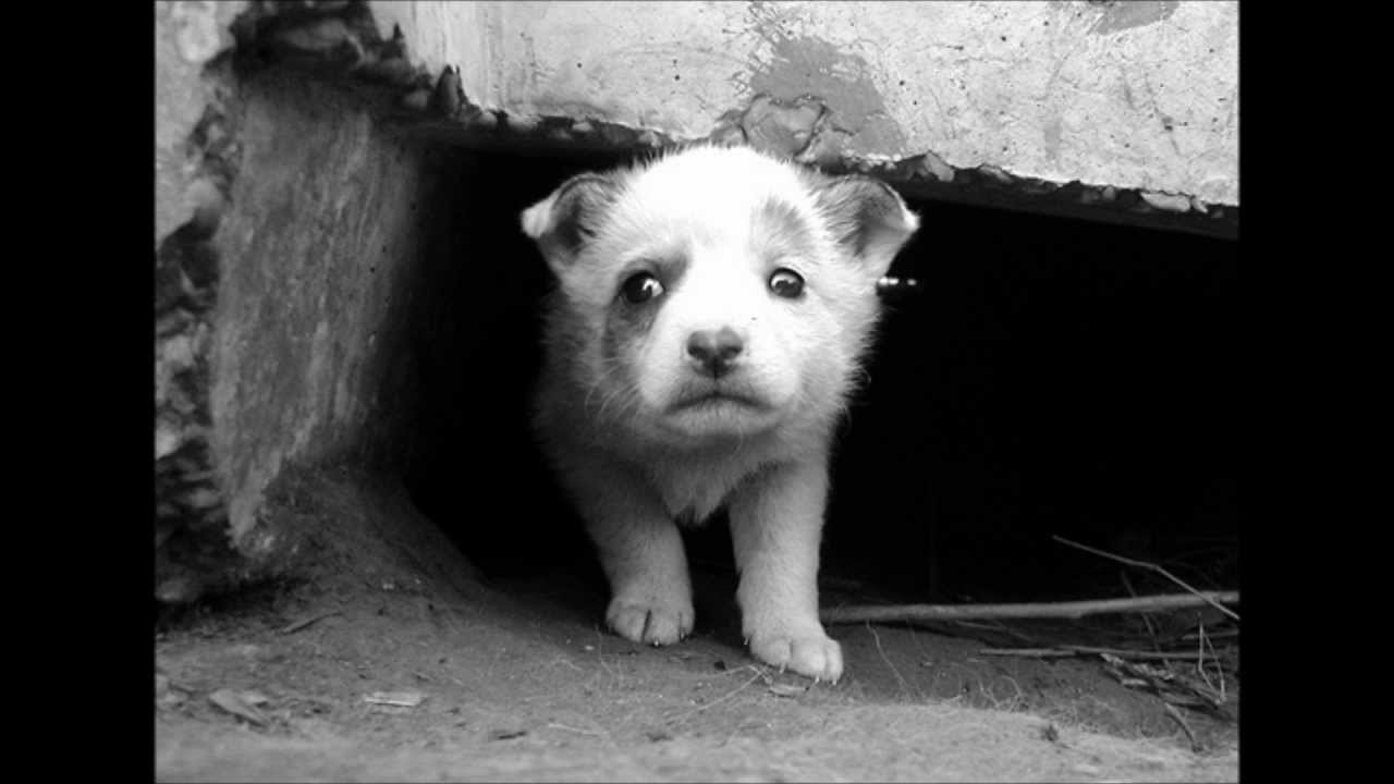 Бедные Животные Фото