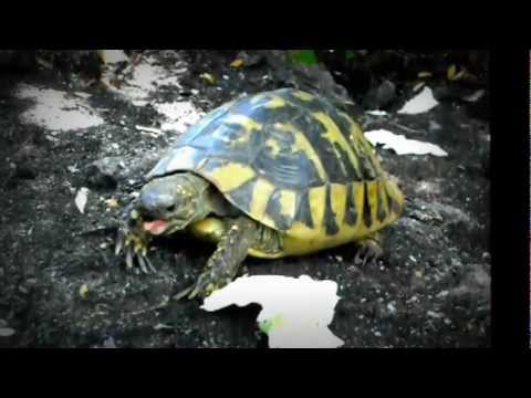 Videó: Hogyan Szerezzünk Tengeri Teknősöt