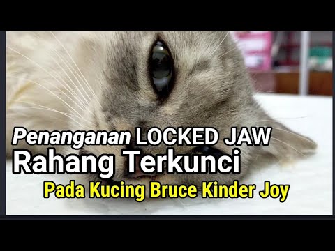 Video: Lockjaw Di Kucing