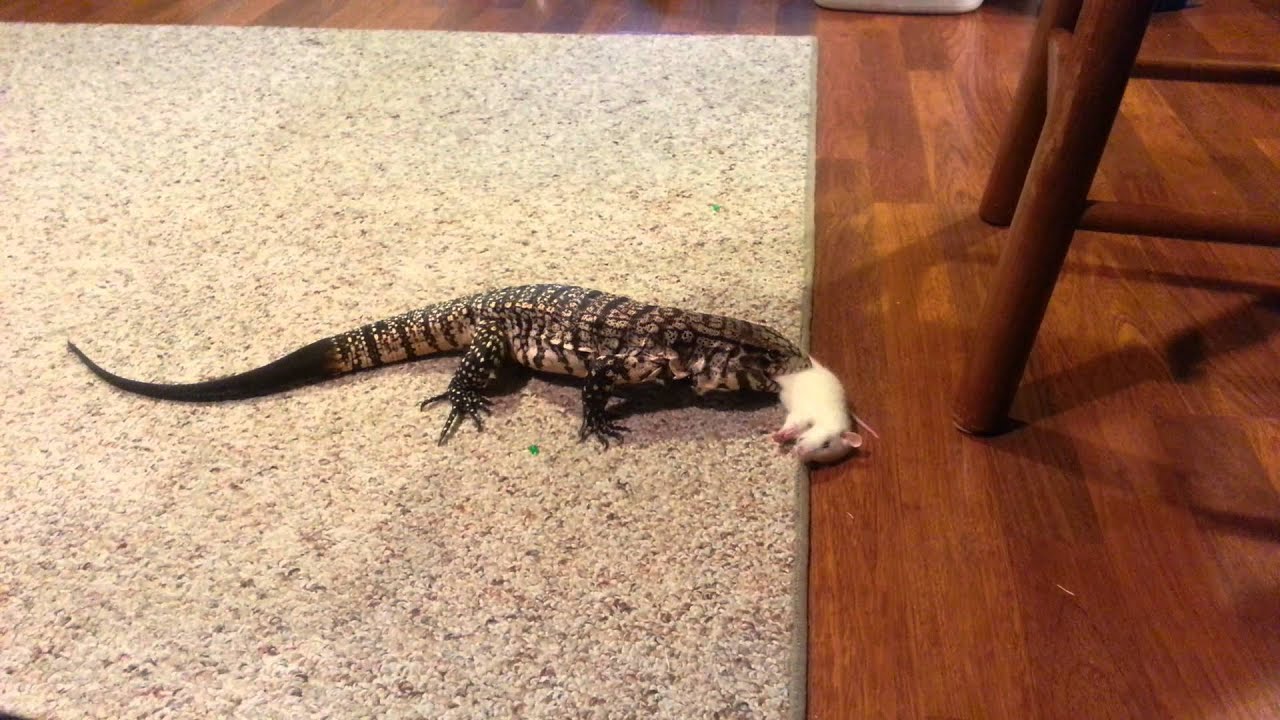 Tegu trying to eat big rat