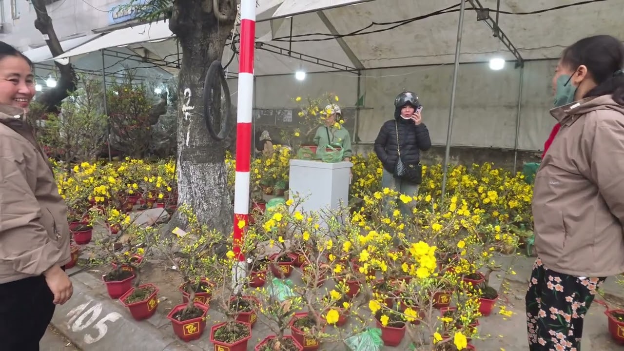 Hoa Đào hoa Mai Hồ Đền Lừ khoe sắc lắm rồi