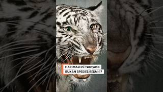BUKAN SPESIES RESMI DI ALAM!!! Kenapa Harimau Putih Itu "Palsu"?