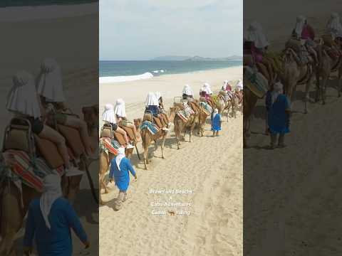 Video: Jahanje kamel v Los Cabosu s Cabo Adventures