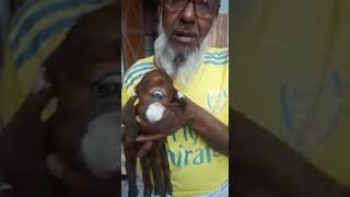 Dunya Ki Ajeeb O Ghareeb Makhlooq Goat Bakra Amazing Video