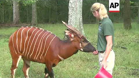 African Antelope Get New Home in New Orleans