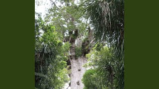 Video voorbeeld van "Te Amohaere Ngata-Aerengamate - Te Tangi O Te Kauri"