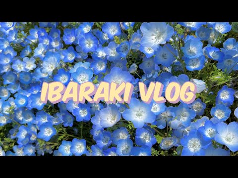 【Ibaraki Vlog】ネモフィラ満開のひたち海浜公園で自然を満喫した休日🌿