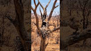 The Child Saved Eagle From Lynx