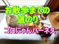 【猫のハーネス】どうしてゴロにゃんしちゃうの？ハーネスつけてお散歩練習Cat's harness！