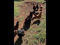 HOW TO RAISE HEALTHY CHICKENS – How to Avoid Fighting When You Feed Your Chickens!