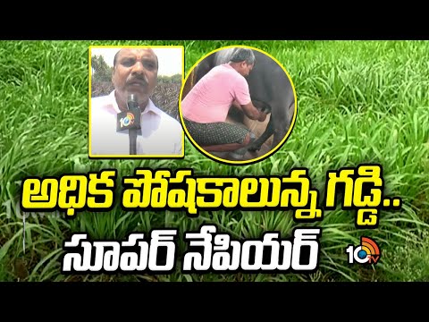 Highly nutritious grass | అధిక పోషకాలున్న గడ్డి.. సూపర్ నేపియర్ | Matti Manishi | 10TV - 10TVNEWSTELUGU