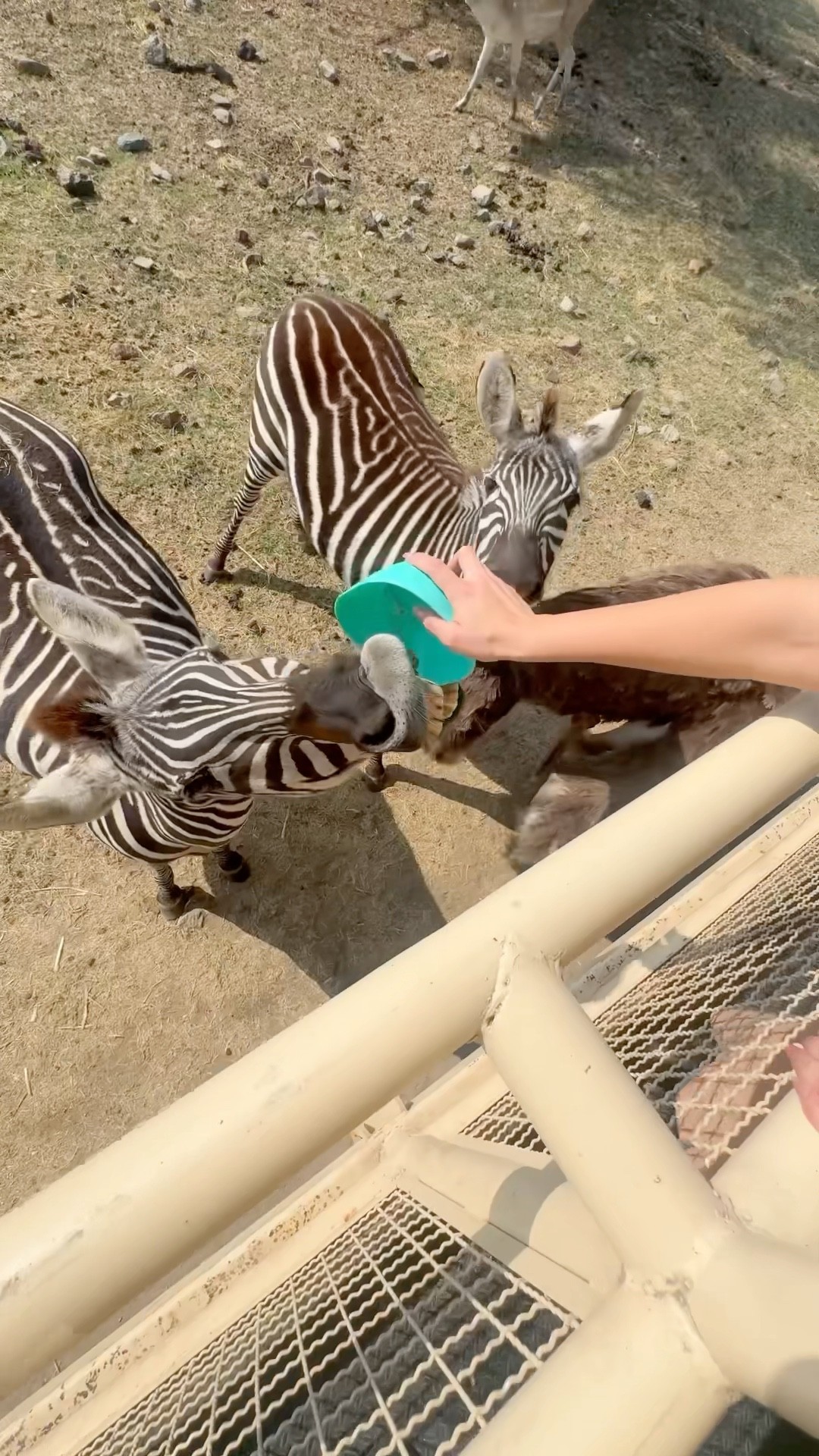 ESTUVE ALIMENTANDO ANIMALES SALVAJES!
