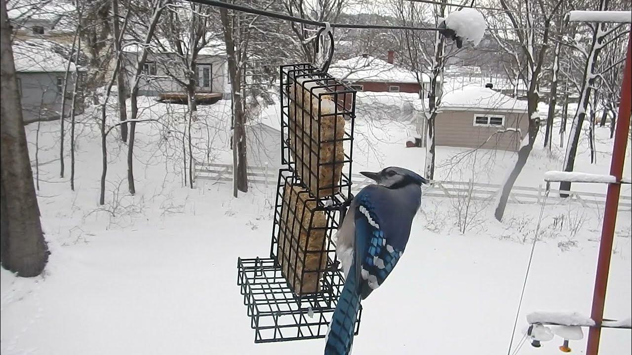 Blue Jays on Suet Feeder YouTube