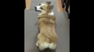 Famous Bubble Butt (Dog twerking) 1 hour edition Net Worth