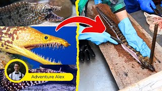 Moray Eels- Processing and Cleaning Skills | Japanese Food Preparation