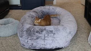 THE HUMAN PET BED by Abram Engle 13,780 views 2 months ago 5 minutes, 49 seconds